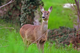 ..::Deer::..